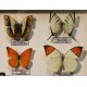 Cadre coffret 9 papillons
