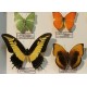 Cadre coffret 9 papillons