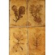 Table basse "Herbarium" Capron années 60