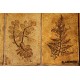 Table basse "Herbarium" Capron années 60