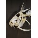 Cadre coffret squelette poisson corail