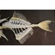 Cadre coffret squelette poisson corail
