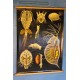 Affiche pédagogique "insectes" années 60