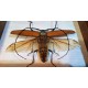 Cadre coffret "Insecte" Guyane années 60