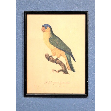 Gravure "Perroquet" fin XIXème siècle