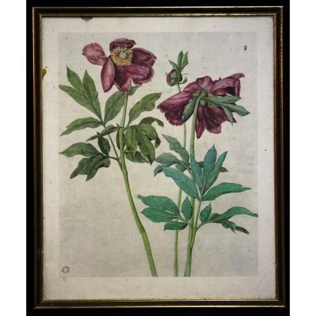 Cadre botanique XIXème siècle