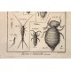 Cadres entomologie fin XVIIIème siècle