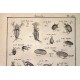 Cadres entomologie fin XVIIIème siècle