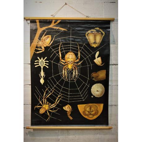 Affiche scolaire araignée années 60