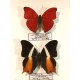 Cadre coffret papillons années 80