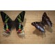 Cadre coffret 2 papillons années 60