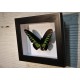Cadre coffret papillon Trogonoptera