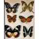 Cadre coffret 6 papillons