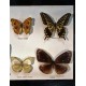 Cadre coffret 10 papillons années 60