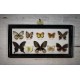 Cadre coffret 10 papillons années 60