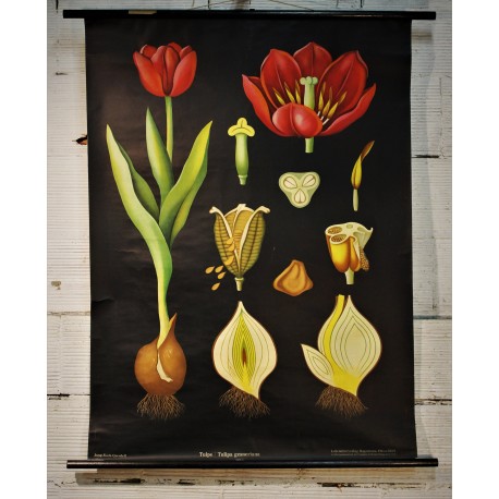 Affiche scolaire Tulipe années 60