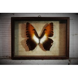 Cadre coffret papillon années 60