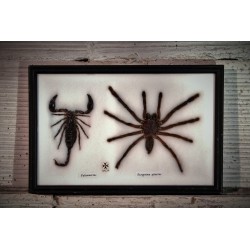 Cadre scorpion & mygale années 80