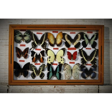 Cadre coffret 15 papillons années 60