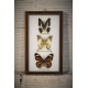 Cadre papillons x 3 années 80