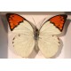 Cadre coffret papillon Hebomoia