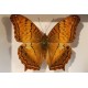 Cadre coffret papillon Vindula