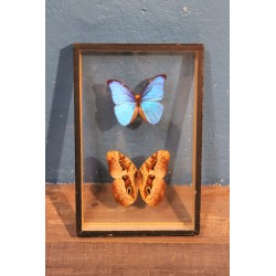 Coffret papillons Morpho années 60