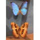 Coffret papillons Morpho années 60