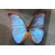 Coffret papillons Morpho années 60